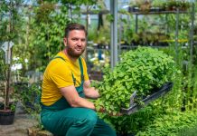 Nyakra-főre gyümölcsfákat ültetnek a magyarok megyeri szabolcs