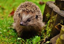 Így lehet állatbarát a kertünk! Így lehet állatbarát a kertünk!